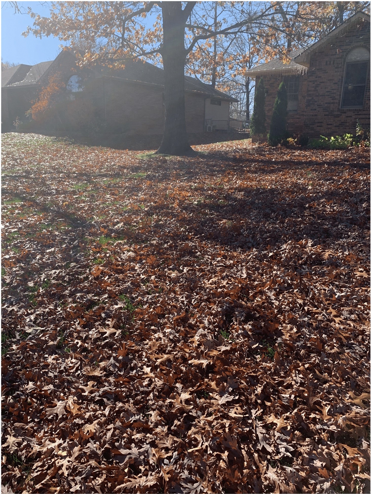 Front yard covered in fallen leaves before cleanup